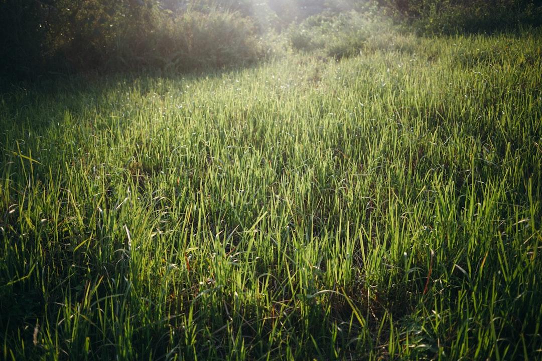 Meadow Conversion